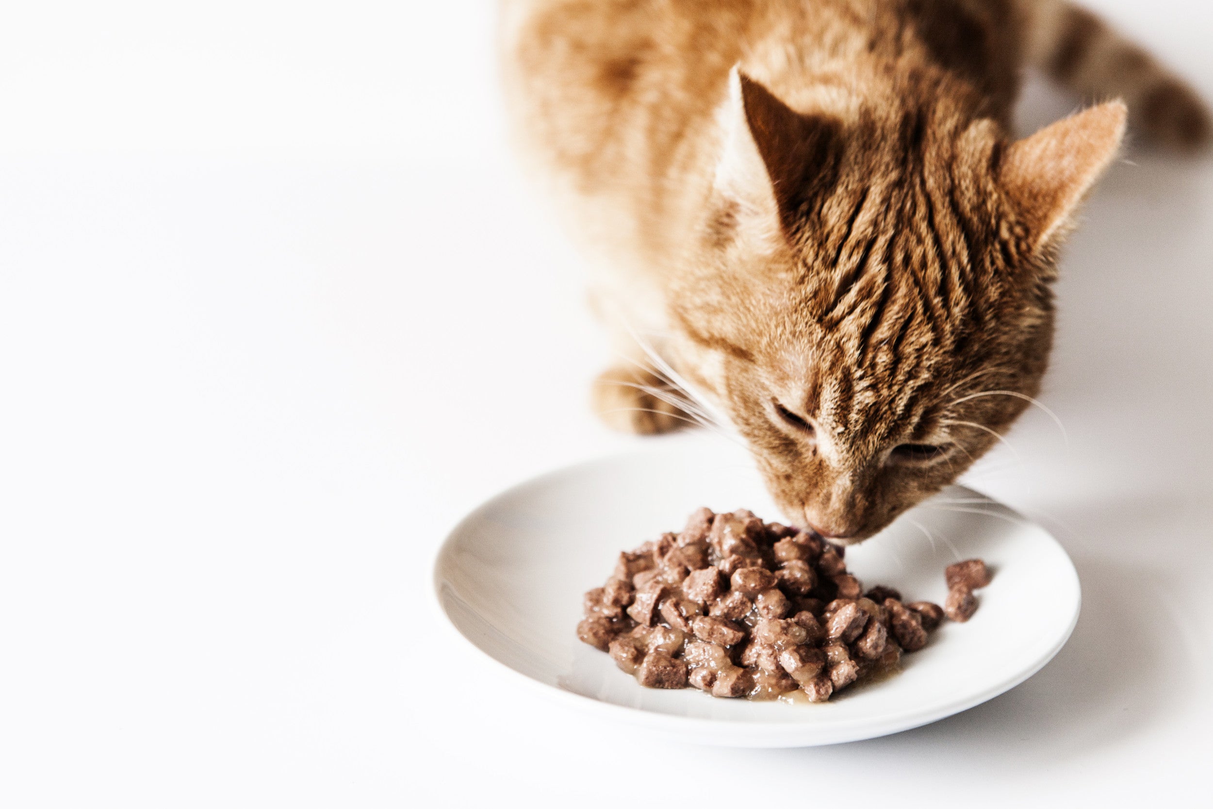 Veterinary Recommended - Cat Food