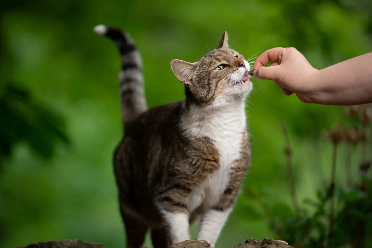 Veterinary Recommended - Cat Treats