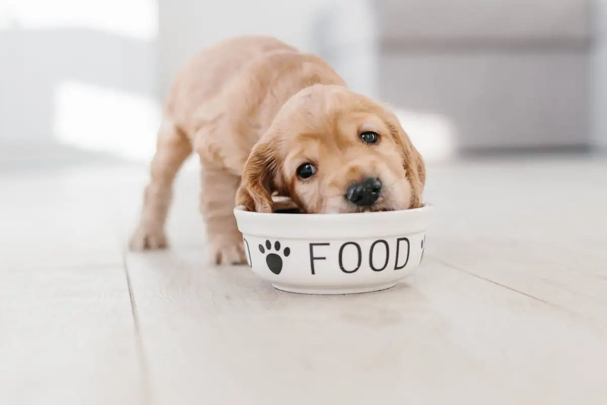 Veterinary Recommended - Dog Food