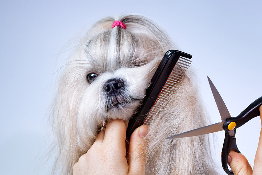 Veterinary Recommended - Dog Grooming