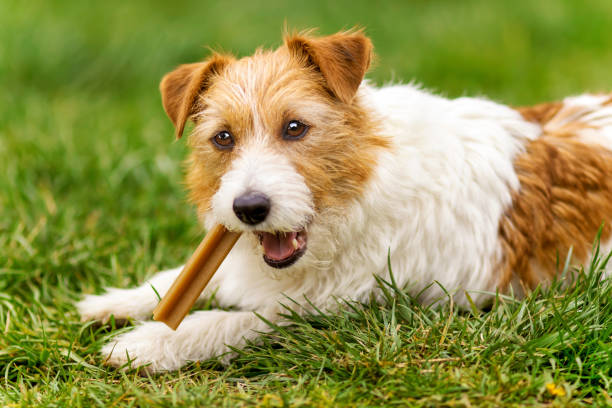 Veterinary Recommended - Dog Treats